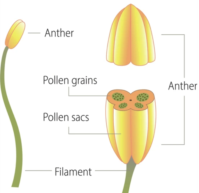 Structure of a stamen with anther and filament