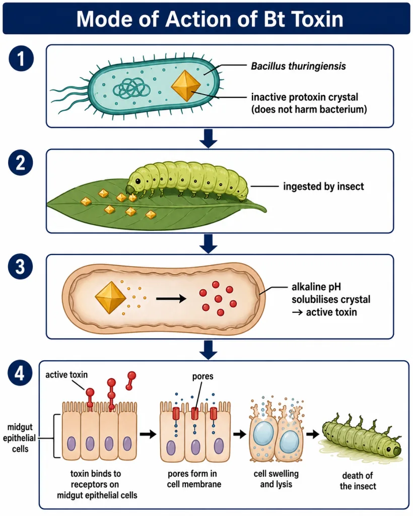 Bt protoxin activated in the alkaline insect gut, creating midgut pores