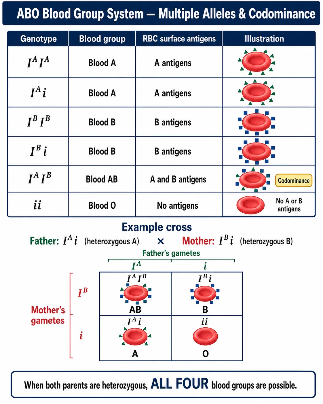 ABO blood group inheritance — multiple alleles and codominance
