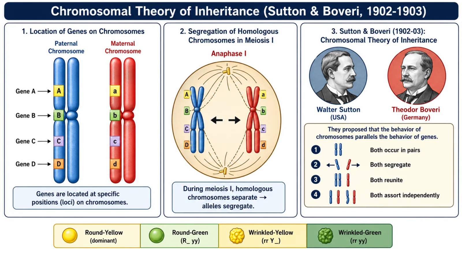 Chromosomal theory — genes located on chromosomes