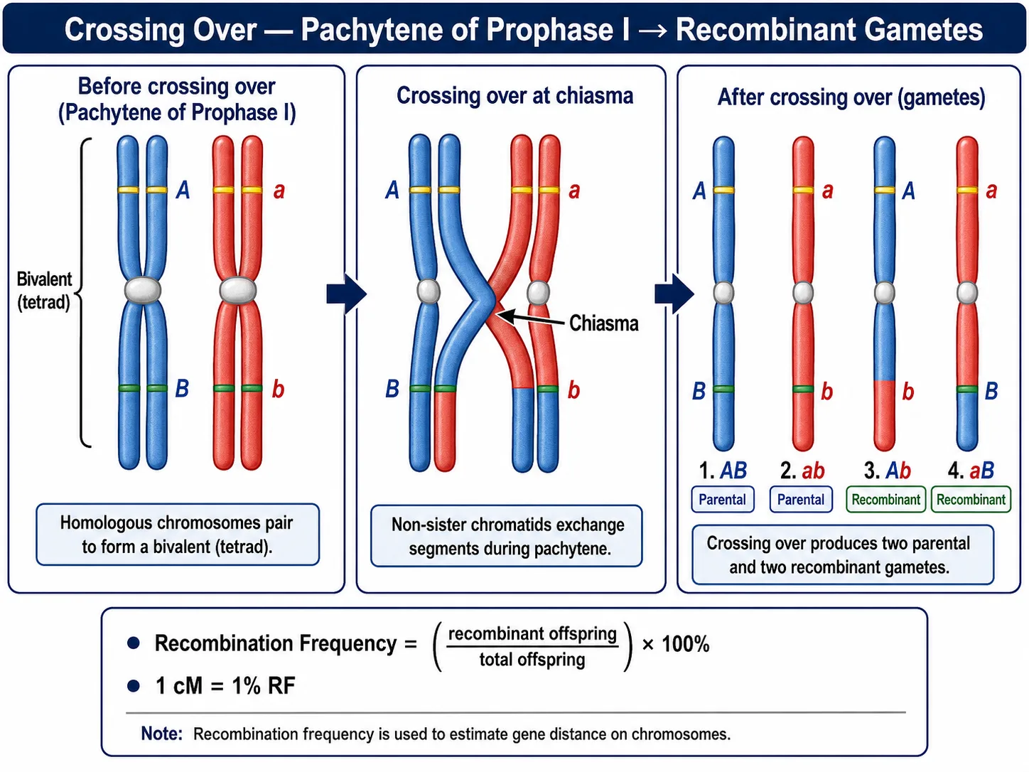 Crossing over between homologous chromosomes producing recombination