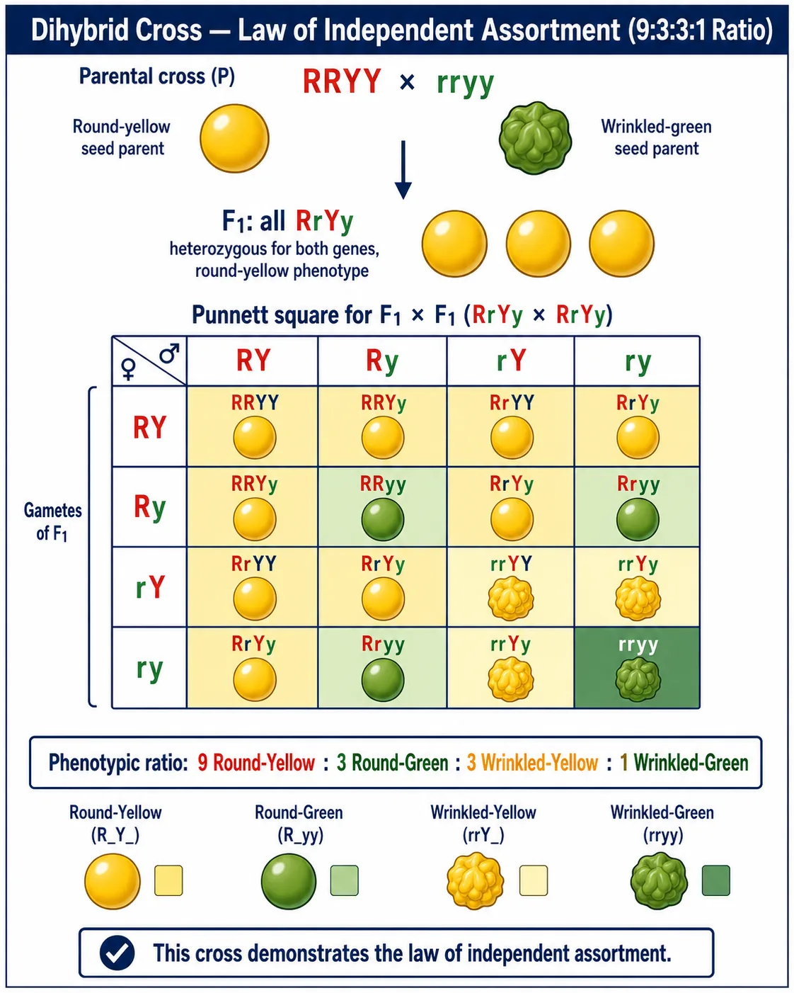 Dihybrid cross Punnett square showing the 9:3:3:1 F2 ratio