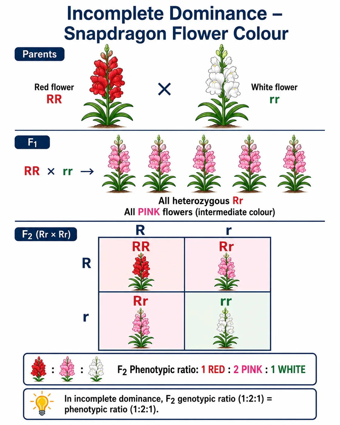 Incomplete dominance in snapdragon — red x white giving pink, 1:2:1 in F2