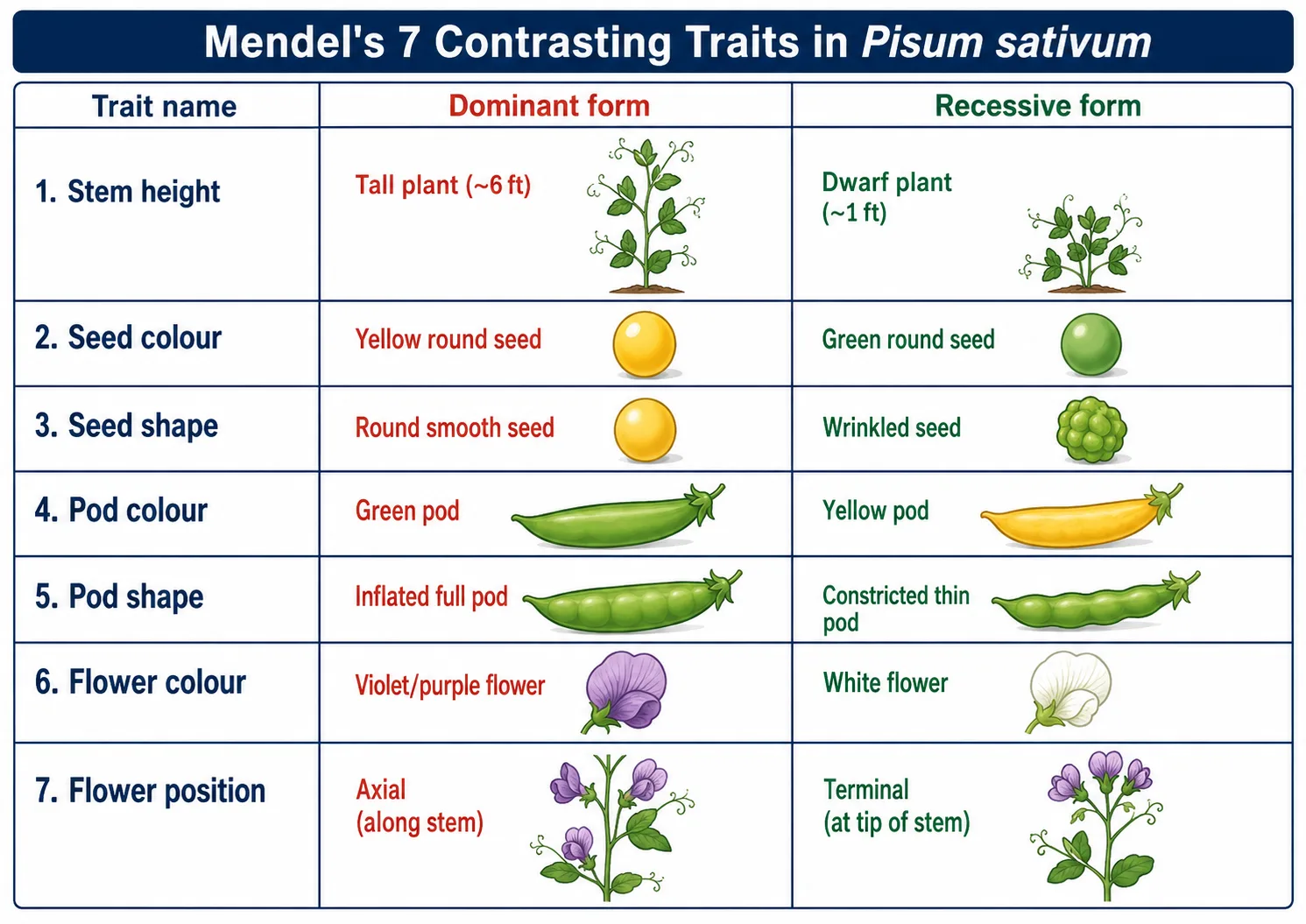 Seven pairs of contrasting traits in the garden pea studied by Mendel