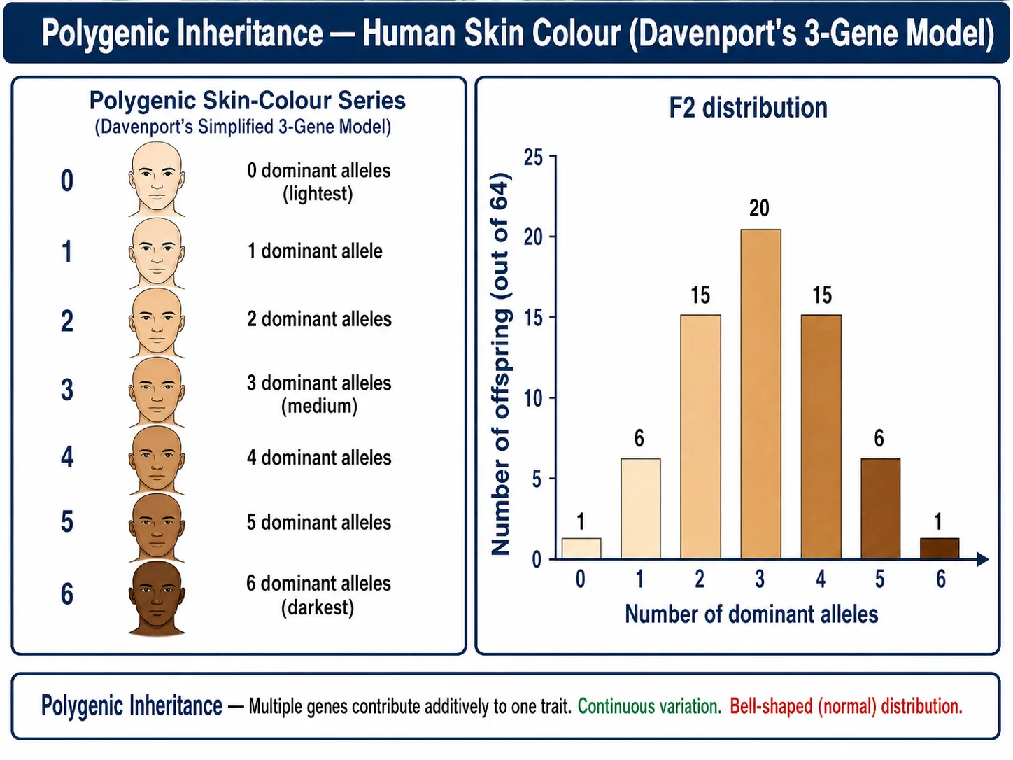 Polygenic inheritance of skin colour showing a bell-shaped distribution