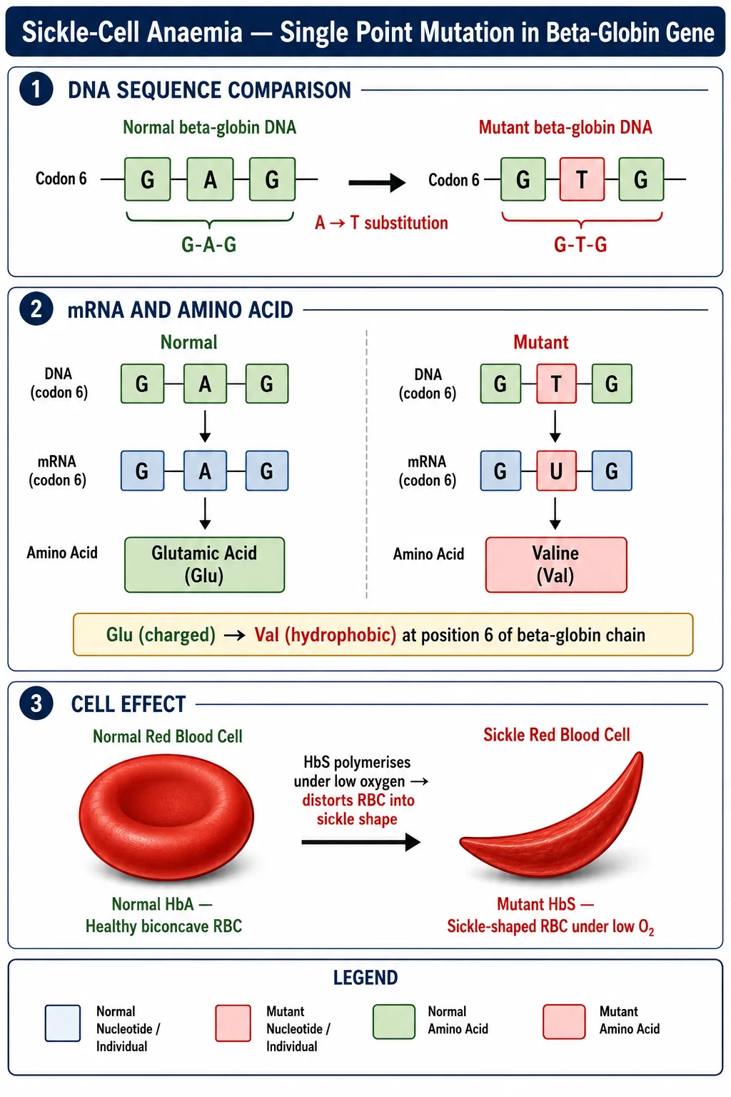 Sickle-cell point mutation — GAG to GTG, Glu to Val at codon 6