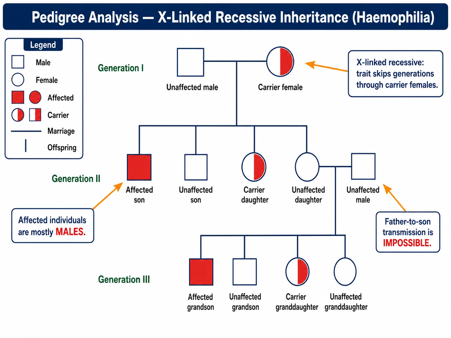Pedigree of X-linked recessive haemophilia inheritance