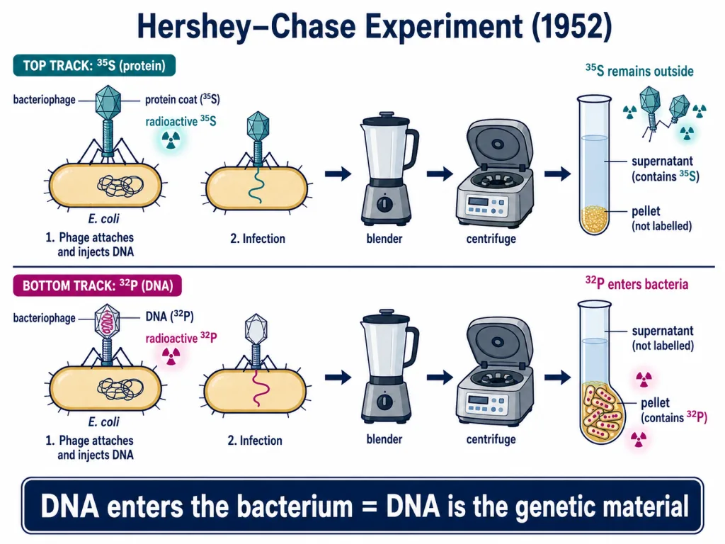 Hershey-Chase experiment using bacteriophages labelled with radioactive 35S and 32P
