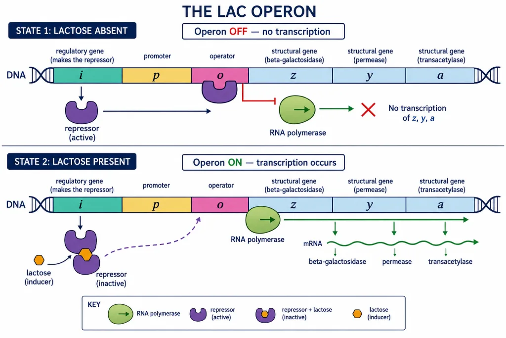 Lac operon with regulatory gene, promoter, operator, structural genes and repressor