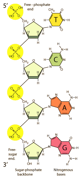 Polynucleotide chain with sugar-phosphate backbone and projecting nitrogenous bases