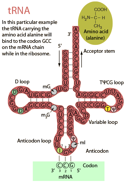 Clover-leaf tRNA structure with anticodon loop and acceptor end