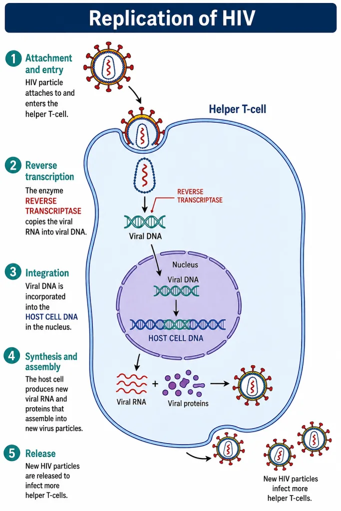 Replication of HIV in a helper T-cell showing reverse transcription of viral RNA into DNA and release of new virus particles