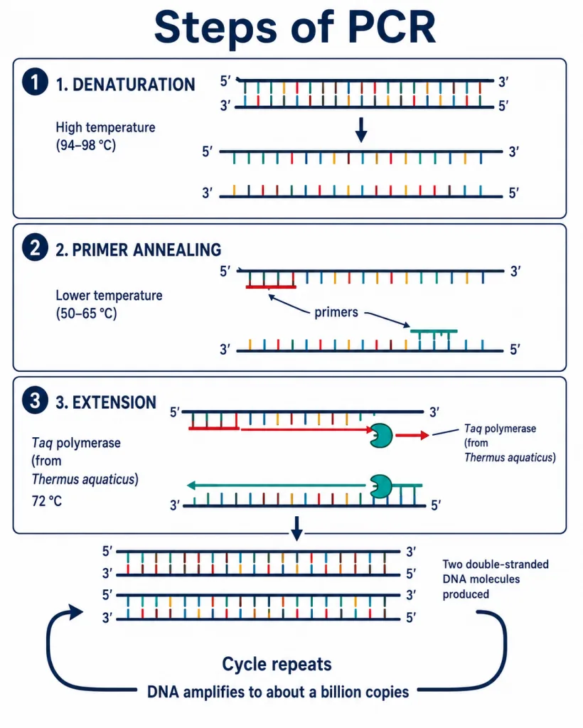 The three steps of one PCR cycle