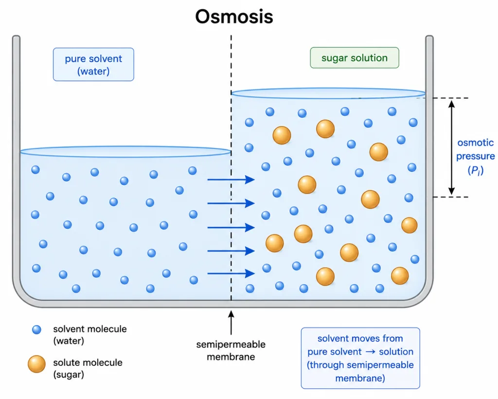 Osmosis across a semipermeable membrane