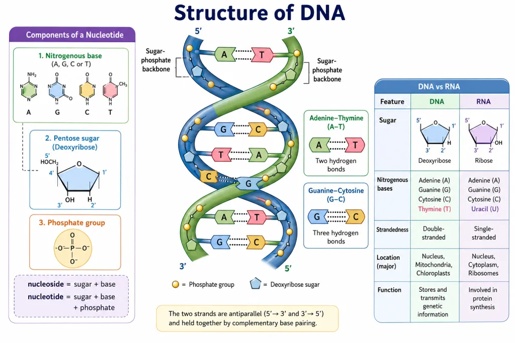 DNA double helix with complementary base pairing A-T and G-C