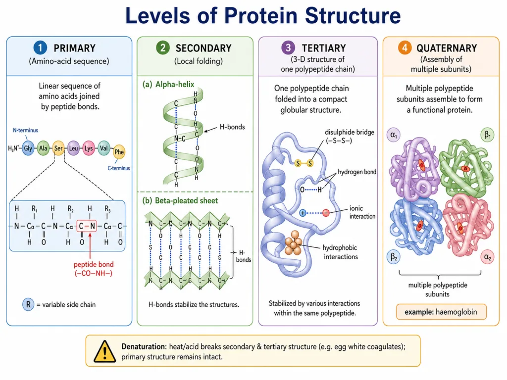 Primary, secondary, tertiary and quaternary protein structure