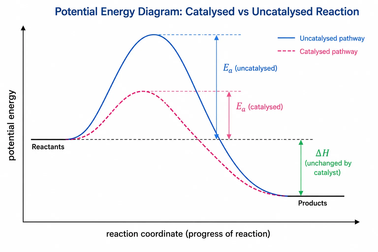 Energy profile comparing catalysed and uncatalysed paths