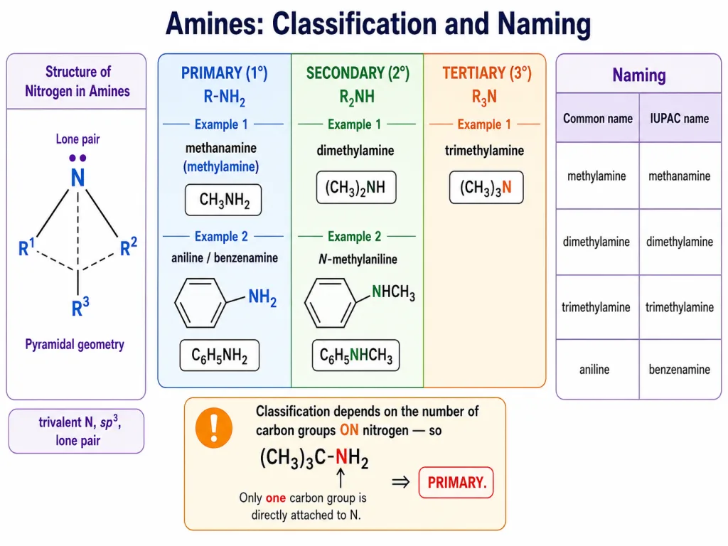 Classification and nomenclature of primary secondary and tertiary amines