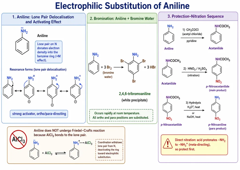 Electrophilic substitution of aniline: tribromoaniline and protection before nitration