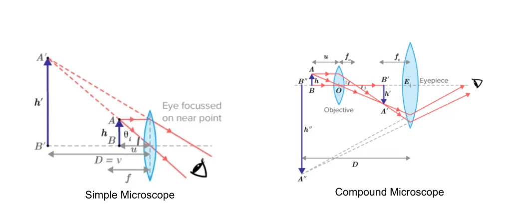 Simple magnifier and compound microscope ray diagrams with magnifications