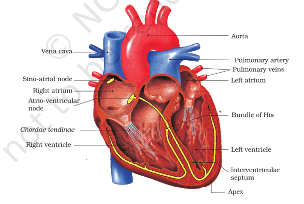 Section of a human heart