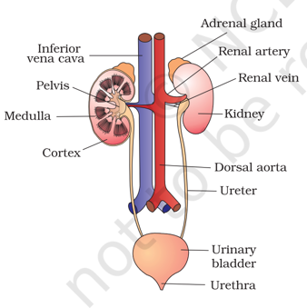 Human Urinary System