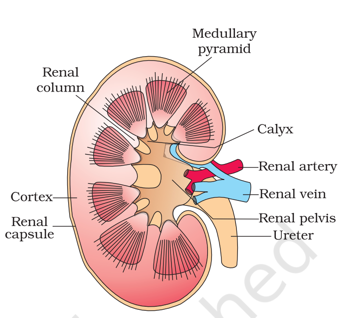 Longitudinal Section (Diagrammatic) of Kidney