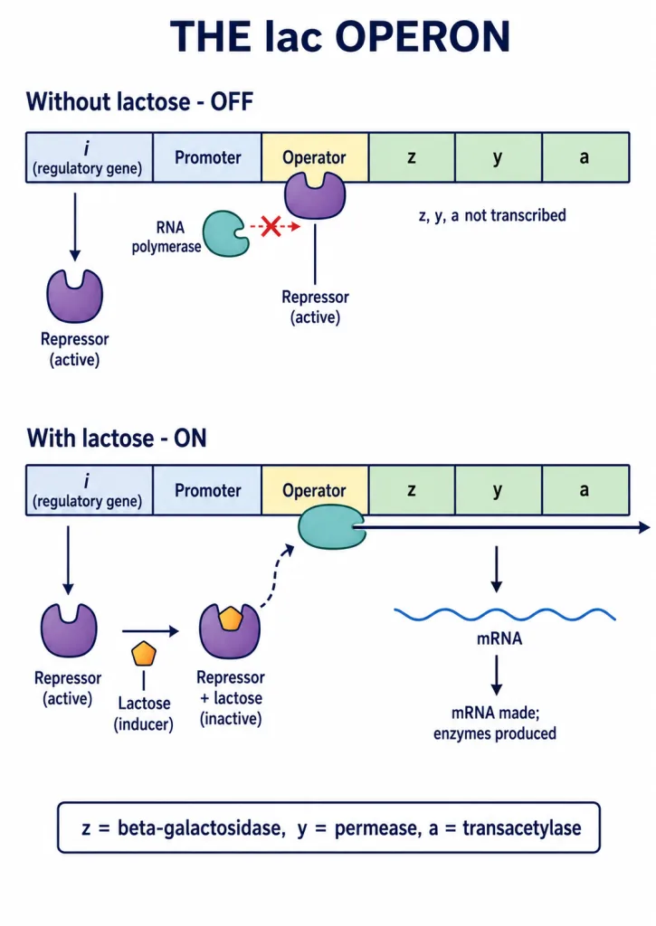 lac operon: regulatory gene, promoter, operator and z, y, a structural genes