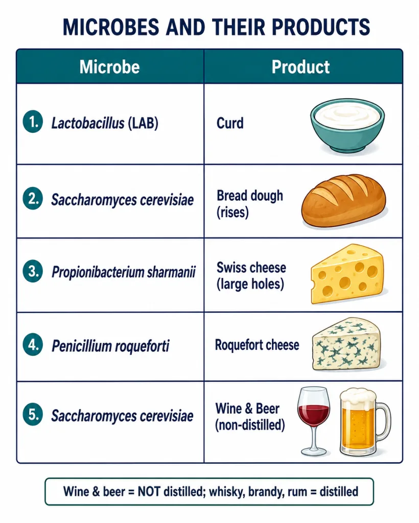 Microbes and the household and fermented products they make: curd, cheese, bread, beverages