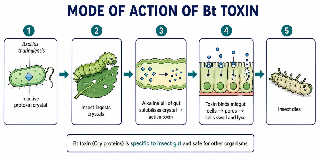 Bt protoxin activated by alkaline insect gut, forms pores in midgut cells killing insect