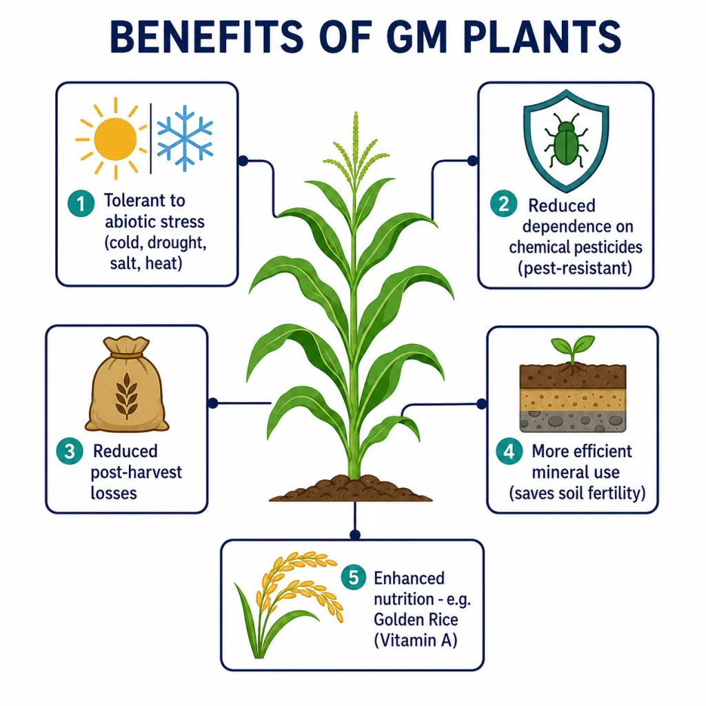 GM plants: stress-tolerant, pest-resistant, less post-harvest loss, better mineral use and nutrition