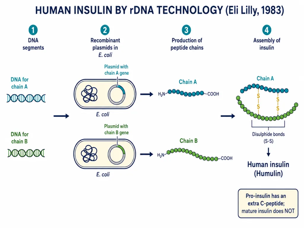 Insulin A and B chains made separately in E. coli, joined by disulphide bonds