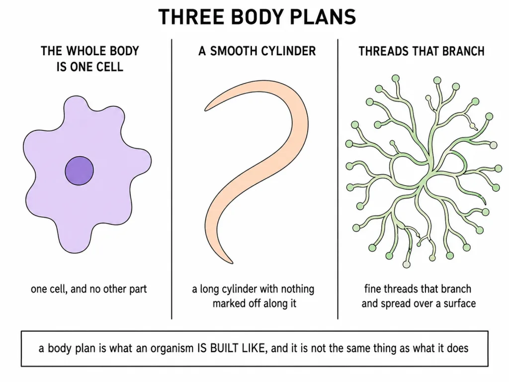 Three body plans compared: a single cell, a smooth worm, branching threads