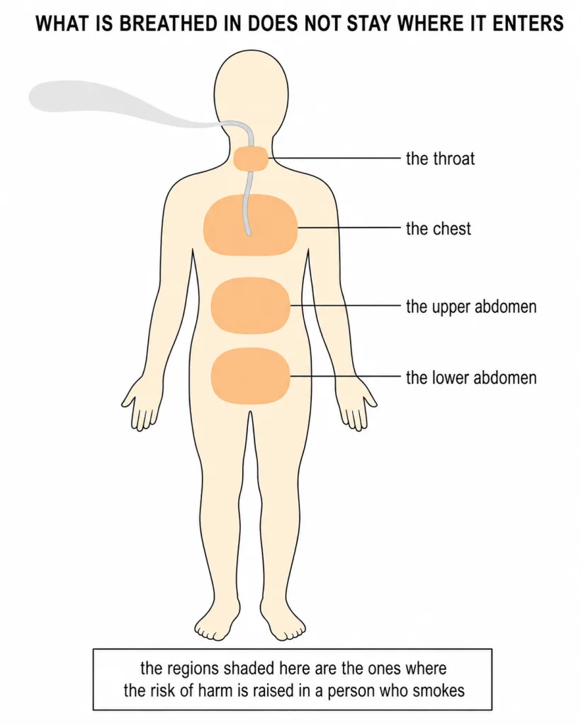 A body outline showing where inhaled smoke travels and where risk rises
