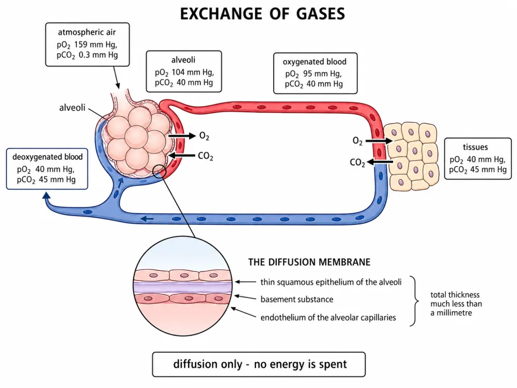 Partial-pressure gradients and the three-layered diffusion membrane