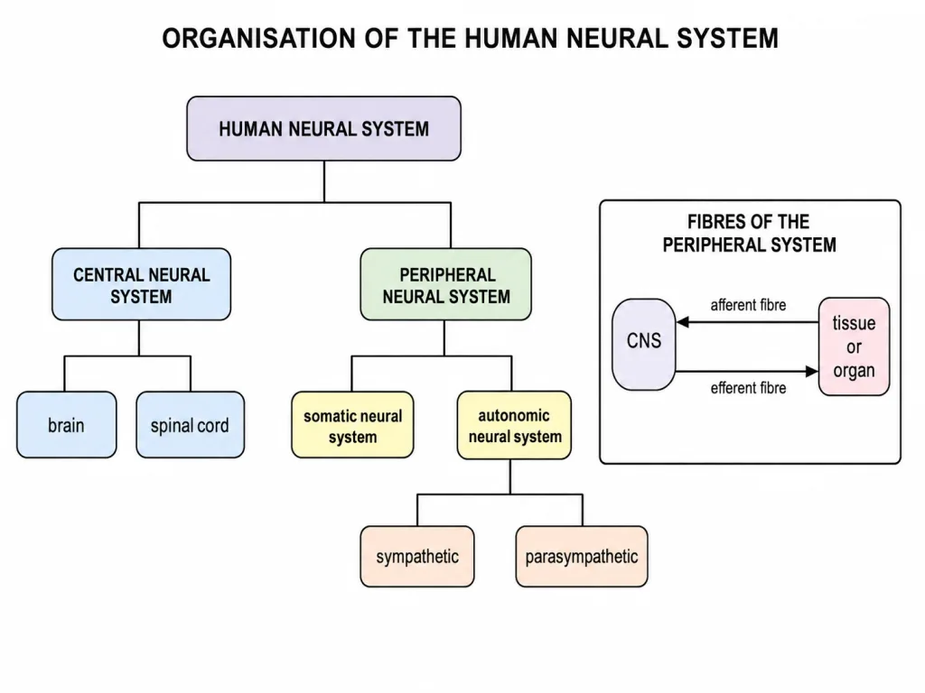 Branching chart of the neural system with its divisions and fibre types
